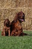 SETTER IRLANDAIS 140